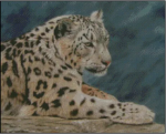 (image for) Resting Snow Leopard